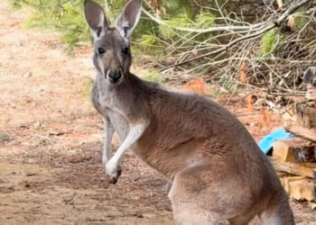 This image made from video provided by Debbie Marland shows Chesney the kangaroo near Sunshine Farm in Necedah, Wisconsin, Saturday.
