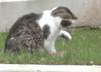 Larry the cat shows who really has the claws at Number 10 Downing Street as feline catches a mouse in front of cameras