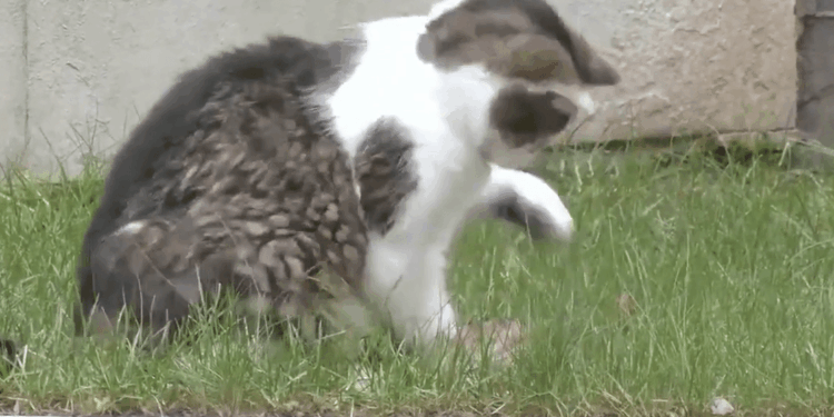 Larry the cat shows who really has the claws at Number 10 Downing Street as feline catches a mouse in front of cameras