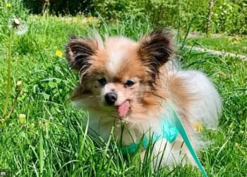 Could this be the world's oldest dog? French animal shelter claims toy continental spaniel Lazare (pictured) is over 30 years old