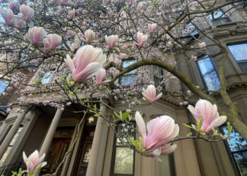 Magnolia trees signal spring in Boston thanks to one woman’s beautification drive