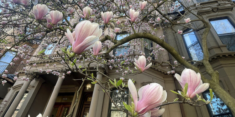 Magnolia trees signal spring in Boston thanks to one woman’s beautification drive