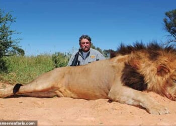 Californian vineyard owner Ernie Dosio, 75, - who owns a vast collection of exotic animal heads in trophy rooms back home - was horrifically trampled to death