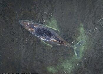 A whale - nicknamed locally as 'Timmy' after the German bay, Timmendorfer Strand, where it is stranded - has been stuck for nearly six weeks