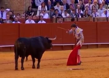 Star matador Roca Rey (pictured) was left in a 'very serious' condition after being gored in the Real Maestranza bullfighting ring in Seville on Thursday