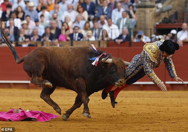 Morante de la Puebla, widely hailed as the 'King of bullfighters', is recovering in the Viamed Hospital after being rushed out of the packed Maestranza arena in Seville on Sunday
