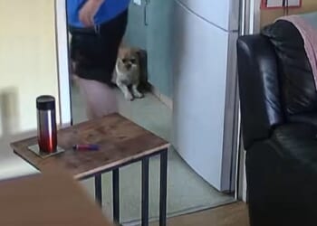 Video shows the moment callous pet owner Kay Holloway 'systematically beat' her whimpering Shih Tzu–cross with a slipper