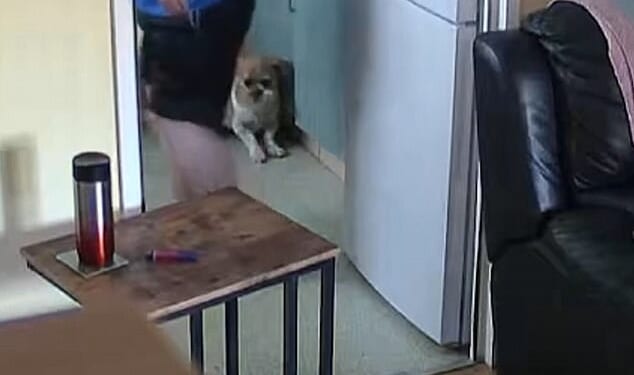 Video shows the moment callous pet owner Kay Holloway 'systematically beat' her whimpering Shih Tzu–cross with a slipper