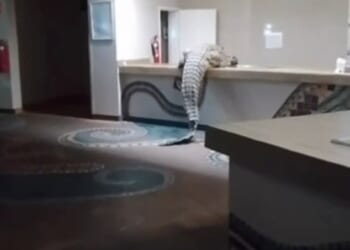 Footage filmed by a courageous employee reveals the 12ft beast pulling itself up, tail wagging, on to the surface in A'Zambezi River Lodge