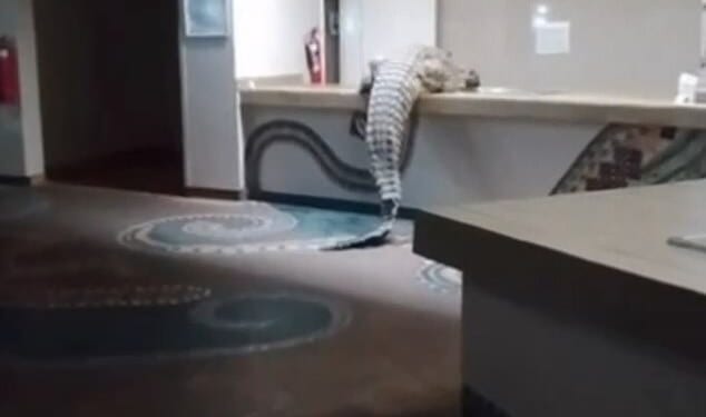 Footage filmed by a courageous employee reveals the 12ft beast pulling itself up, tail wagging, on to the surface in A'Zambezi River Lodge