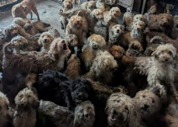 In a disgusting picture from inside the house, the dogs can be seen clambering over each other as they fill a room nearly from wall to wall. Some of the pooches take shelter elsewhere with two sat under a table and one perched inside a woodburner
