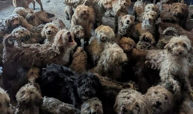 In a disgusting picture from inside the house, the dogs can be seen clambering over each other as they fill a room nearly from wall to wall. Some of the pooches take shelter elsewhere with two sat under a table and one perched inside a woodburner