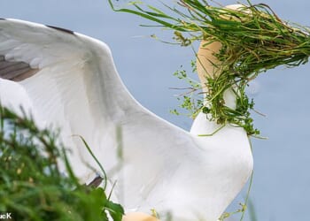 The crowned people's winner: 'Now, where's my nest?' captured by Alison Tuck in Yorkshire