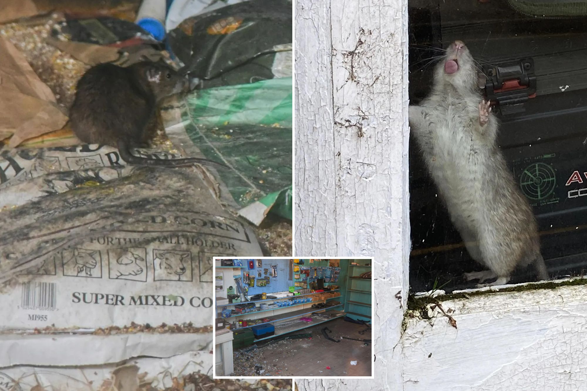 An image collage containing 3 images, Image 1 shows A rat in an abandoned pet shop, surrounded by spilled bags of pet food and litter, Image 2 shows NINTCHDBPICT001072450798, Image 3 shows Interior of an abandoned pet shop with shelves of dusty merchandise and debris on the floor, once home to an infestation of rats