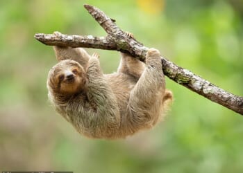 Over the past four months, a total of 31 sloths died while under the care of Sloth World Orlando, which had planned to open the world's first 'slotharium' this year