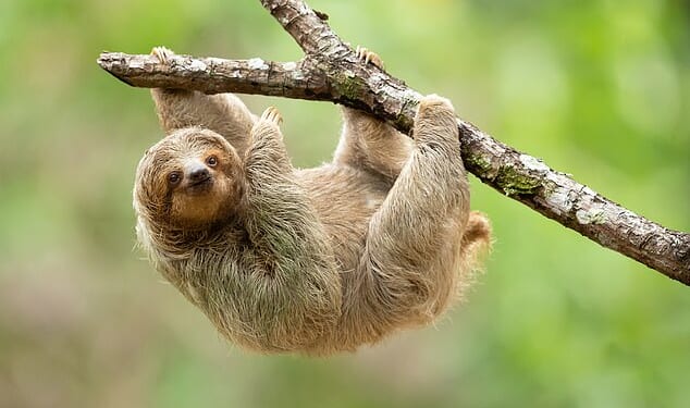 Over the past four months, a total of 31 sloths died while under the care of Sloth World Orlando, which had planned to open the world's first 'slotharium' this year