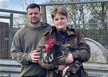 Tom Amos, 41,  and his son Tom Barker Amos, 14, and their rooster Brian who faces eviction from the allotment he has spent all three years of his live on
