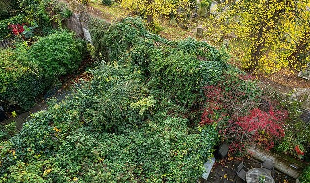 The garden taken over by 10ft-high Japanese knotweed. Kensington and Chelsea council has ordered Nicholas Halbritter to confront long-running issues at his property in west London