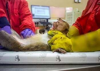 The unprecedented footage supplied to The Mail on Sunday was secretly filmed by a lab worker at two UK testing plants. Pictured: A monkey being restrained ahead of tests