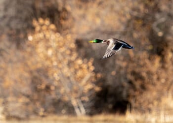 Respect for the quarry | Patrick Galbraith