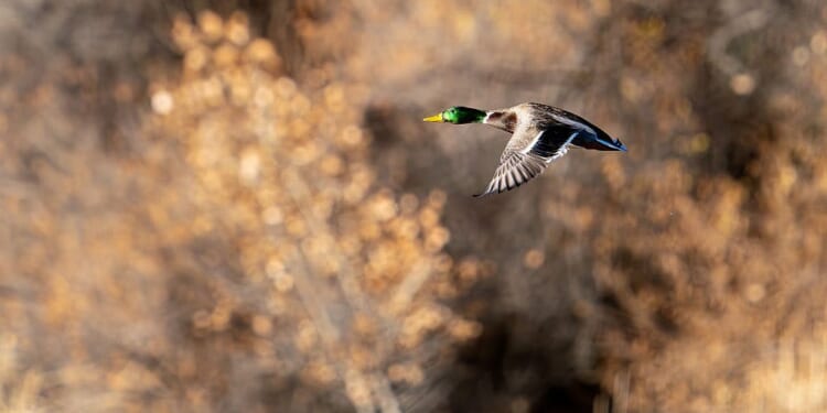 Respect for the quarry | Patrick Galbraith