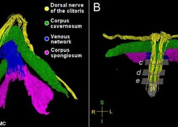 It's often described as the 'female pleasure centre'. And now the clitoris has been mapped for the very first time