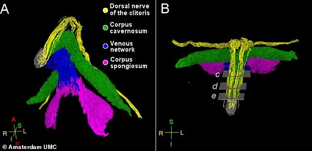 It's often described as the 'female pleasure centre'. And now the clitoris has been mapped for the very first time