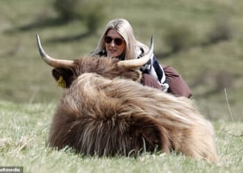 A woman can be seen getting quite close with a Highland cow on Butser Hill in Hampshire despite warnings to keep clear of the animals