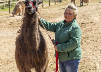 Lisa Fox, the owner of Briery Hill Lamas in Gloucestershire, has been left 'heartbroken' after seven of her llamas culled under instructions from the Animal and Plant Health Agency (APHA)
