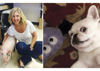 Shelter animals finding homes - CSMonitor.com