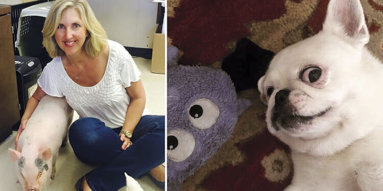 Shelter animals finding homes - CSMonitor.com