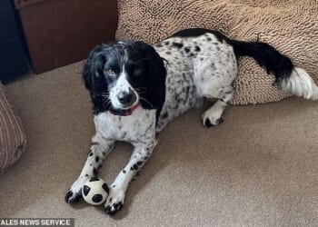 Three weeks ago Anglesey's Jo Bowen-Jones lost her own dog when it was bitten by an adder, she said