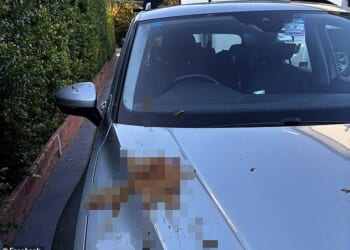 Denise Gray was putting her children in the backseat when she heard something hit her car