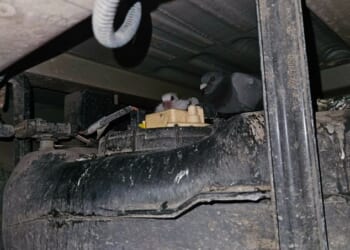 A family of pigeons has been found hiding in a narrow gap underneath a Royal Mail delivery van - after they spent three weeks secretly accompanying a driver