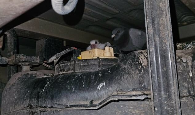 A family of pigeons has been found hiding in a narrow gap underneath a Royal Mail delivery van - after they spent three weeks secretly accompanying a driver