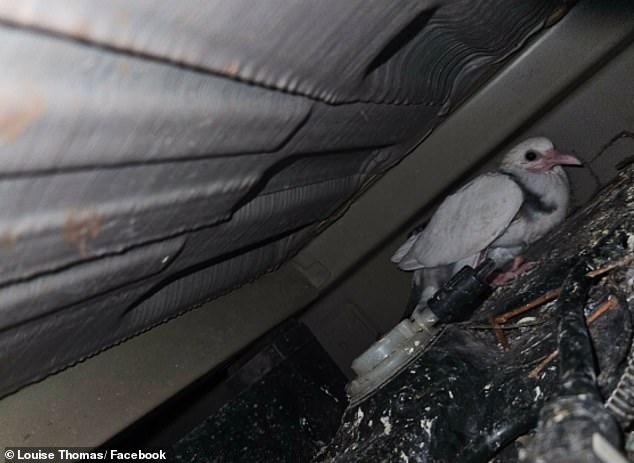 The mother initially managed to climb into the vehicle after squeezing through a gap described as 'extremely narrow' on its underside