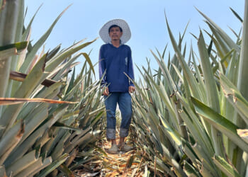 The Iran war has created a fertilizer crisis in Southeast Asia