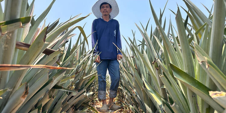 The Iran war has created a fertilizer crisis in Southeast Asia