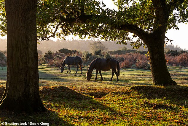 The New Forest is a firm favourite holiday spot in the heart of the UK
