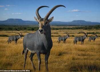 Colossal Biosciences, the company trying to resurrect the woolly mammoth, has set its sights on another extinct animal – the bluebuck