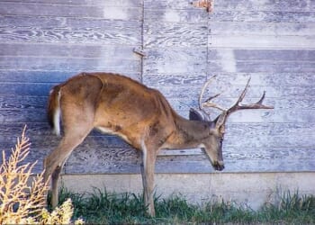 In rare cases, Creutzfeldt-Jakob disease can be caused by eating contaminated meat from animals such as deer that have been infected with chronic wasting disease (CWD). Pictured is a deer showing signs of CWD