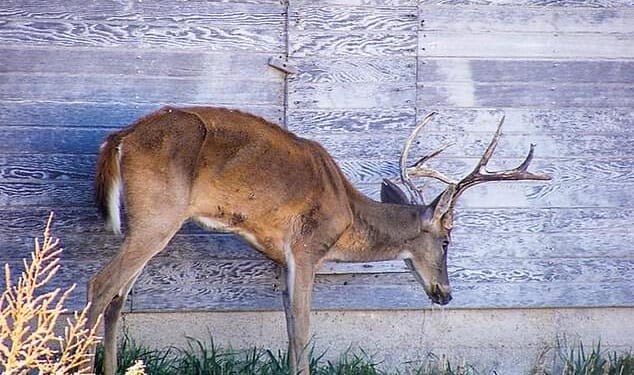 In rare cases, Creutzfeldt-Jakob disease can be caused by eating contaminated meat from animals such as deer that have been infected with chronic wasting disease (CWD). Pictured is a deer showing signs of CWD