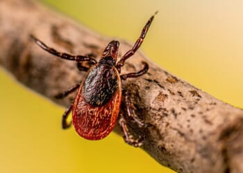 Ticks and Birds - The American Conservative
