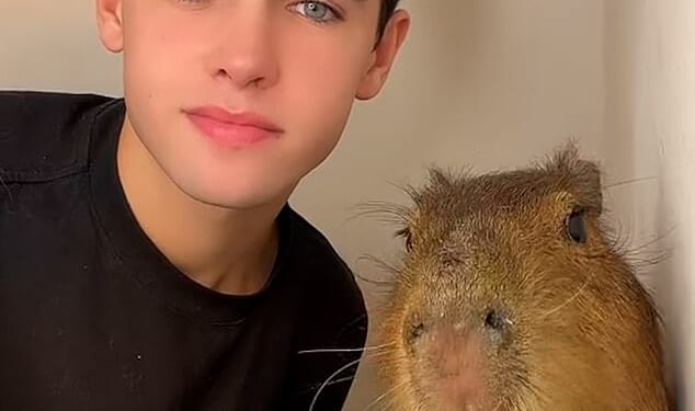 Kyle Thomas with the capybara his mother smuggled from Cambridgeshire to Northern Ireland
