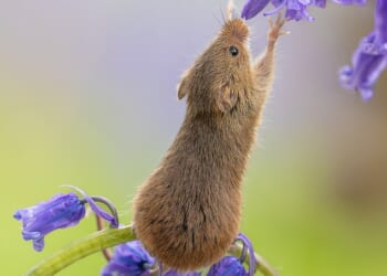The little creature balances on a flower stalk as it reaches up, paws out, in attempts to sniff the fresh bluebells
