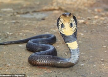 A 57-year-old had been attending a snake charming show in Egypt alongside three other members of his family when he was bitten and killed by what is believed to be a cobra (stock)