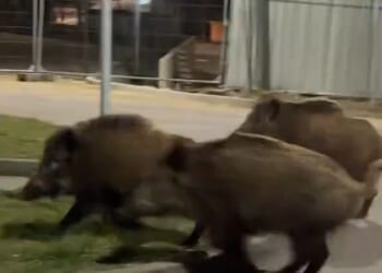 Authorities in Warsaw are facing mounting criticism after deploying hunters to kill thousands of rampaging wild boars plaguing the city