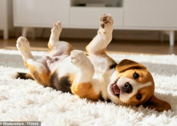 A Surrey family is looking to hire a live-in companion for their dog on their private estate (file image)