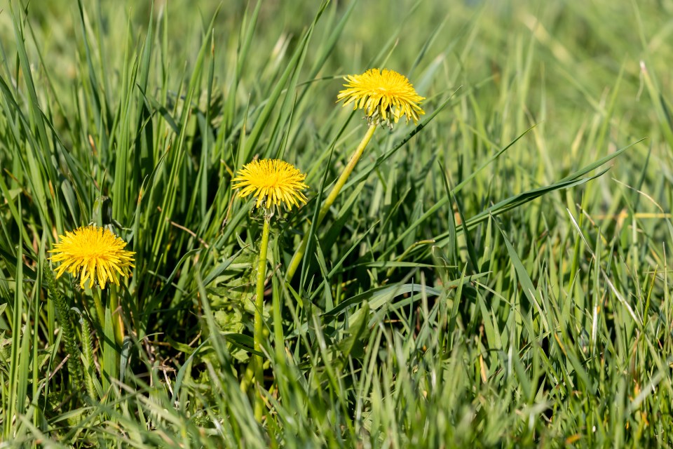 Three yellow dandelion blossoms in a meadow.
