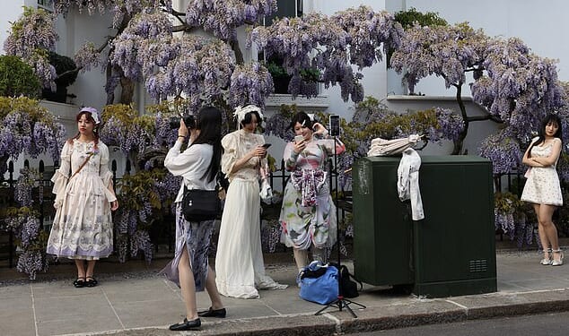 Asian tourists take photos in front of wisteria in bloom in front of a house in West London